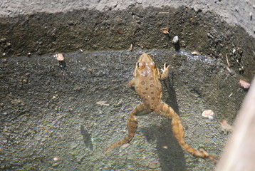 Wild Spanish Frog in Valencia Pond
