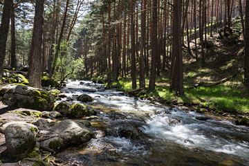 Paisaje de bosque con río.