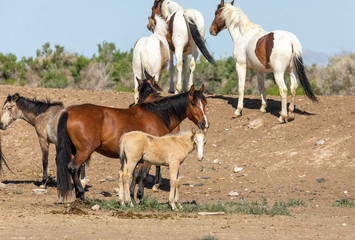 Wild Horse Mare and Cute Foal
