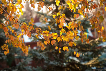 autumn leaves on tree