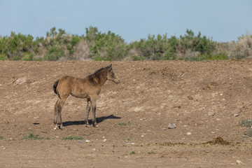 Cute Wild Horse Foal in Utah