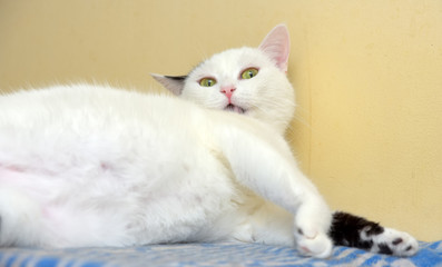 cute white and black european shorthair cat washes