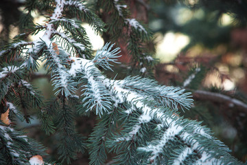 branch of tree in snow