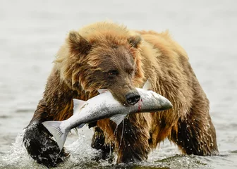 Möbelaufkleber Alaska Brown Bear © Tom