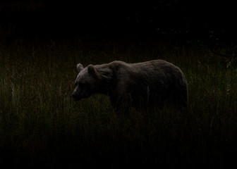 Fototapeta premium Alaska Brown Bear