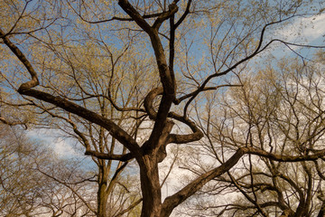 big majestic buding trees on a spring day in the park
