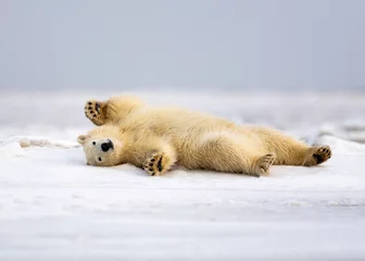 Fotobehang Polar Bear © Tom