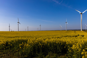 landscape with a field of yellow rape with a blue cloudless sky and ecological wind farms