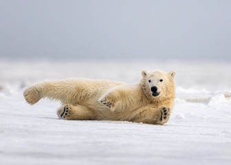 Polar Bear (ursus maritimus) cub