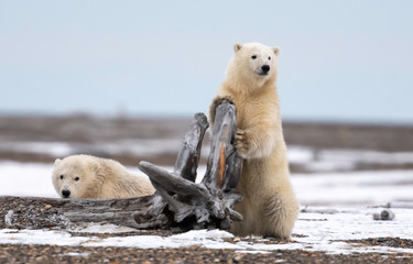Polar Bear (ursus maritimus)