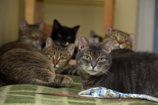 cats together lies in an animal shelter