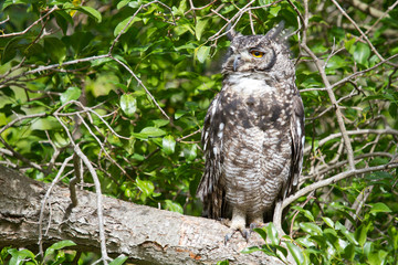 Fleckenuhu (Bubo africanus)