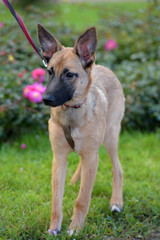 cute puppy on harness on the lawn with grass in summer