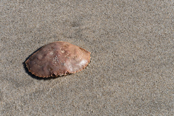 Crab Shell in Sand Washed up at Low Tide