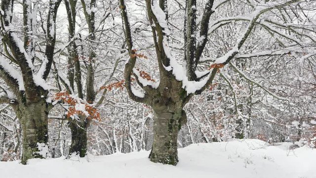 Hayedo Trasmocho, Beech forest, Gorbeia Natural Park, Alava, Basque Country, Spain, Europe