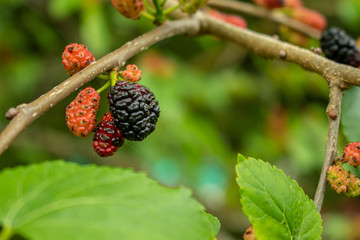 Close view of a blackberry plant with some ripe fruits and others still unripe.