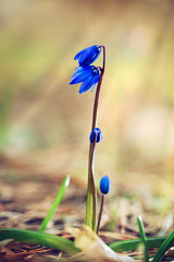 Blue bloom blooms in spring snowdrops. Scilla. Soft macro focus. Beautiful natural background
