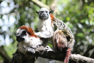mono titi tradicional colombiano