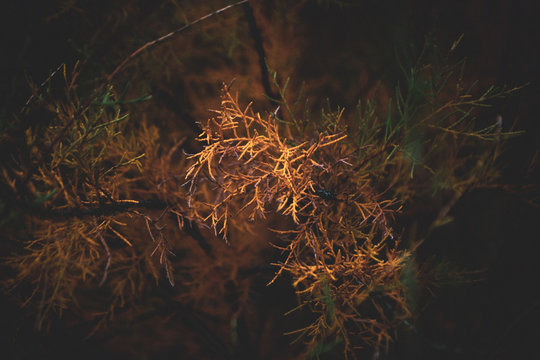 Tamarisco