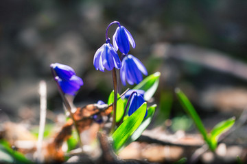 Blue bloom blooms in spring snowdrops. Scilla. Soft macro focus. Beautiful natural background
