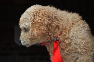 cachorro
