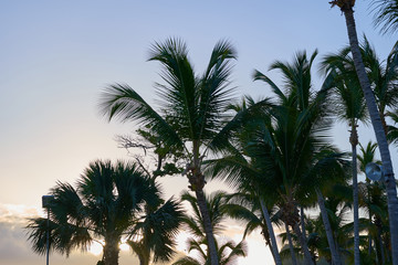 Fototapeta na wymiar Tropical palm trees against the blue sky.
