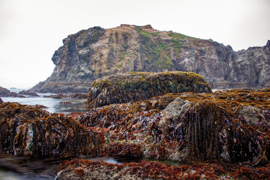 Bandon Rocks With Kelp 06