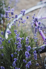 Lavender flowers. Provence, lavender field and Purple Bicycle.