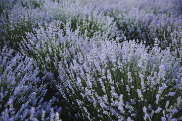Lavender flowers. Lavender field in summer. Ukraine
