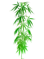 Obraz premium Young healthy marijuana plant isolated on the white background. Concept of herbal alternative medicine,