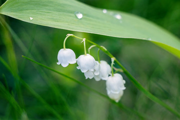 lily of valley/ Convallaria majalis flower blossom in garden