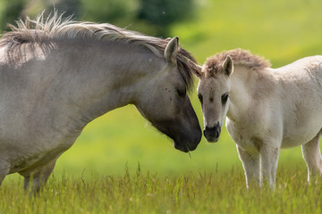 mare and foal
