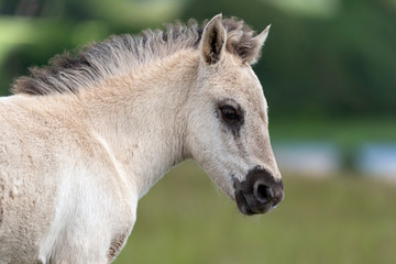 Obraz na płótnie Canvas vild foal