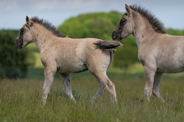 foals