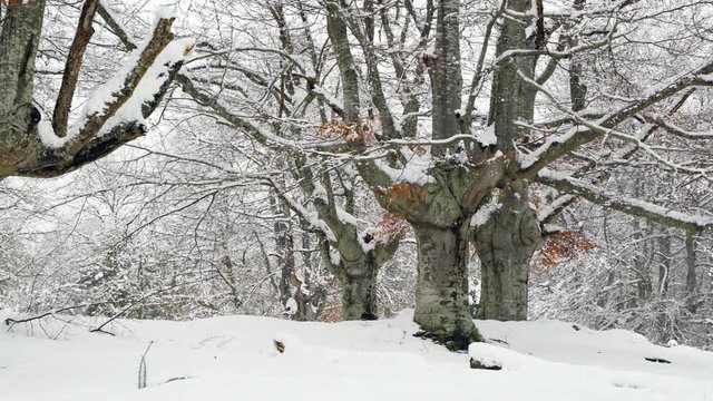 Hayedo Trasmocho, Beech forest, Gorbeia Natural Park, Alava, Basque Country, Spain, Europe