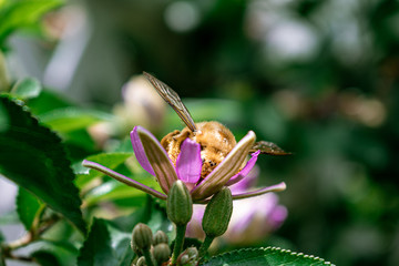 A bumble bee with its face buried in a flower