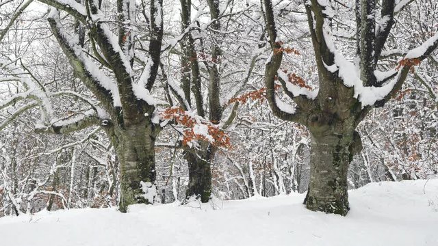 Hayedo Trasmocho, Beech forest, Gorbeia Natural Park, Alava, Basque Country, Spain, Europe