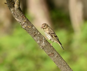 Pine Siskin finch on branch