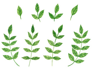Set ofbranches with green leaves, herb, hand drawn watercolor illustration isolated on white