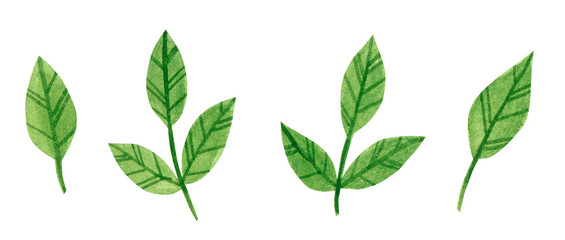 Set of branches with green leaves, herb, hand drawn watercolor illustration isolated on white
