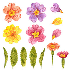 Clipart set of Purple, yellow, pink, red primrose flowers with yellow middle and leaves, hand drawn watercolor illustration isolated on white