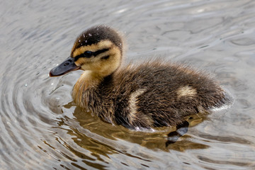 duck in water