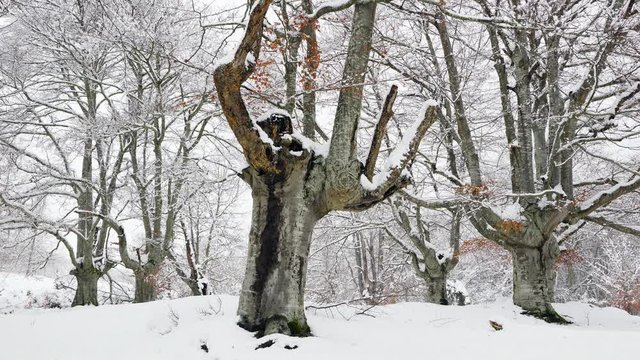 Hayedo Trasmocho, Beech forest, Gorbeia Natural Park, Alava, Basque Country, Spain, Europe