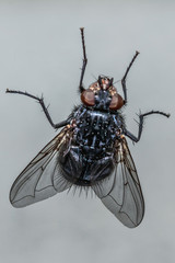 fly