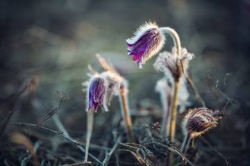 sleep grass. Pulsatilla Pаtens. Beautiful purple spring flowers. Soft macro focus
