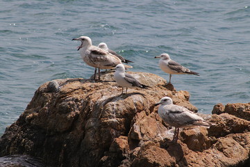 Seagulls on the sea coast rock