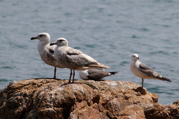 Seagulls on the sea coast rock