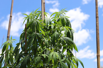 Outdoor Cannabis Plant