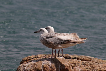 Seagulls on the sea coast rock