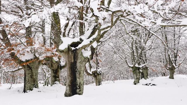 Hayedo Trasmocho, Beech forest, Gorbeia Natural Park, Alava, Basque Country, Spain, Europe